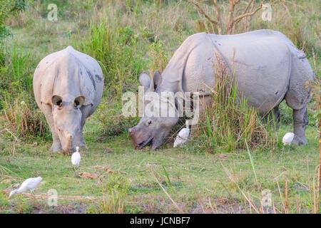 2 rhinocéros indiens (Rhinoceros unicornis) pâturage.Parc national de Kaziranga, Assam, Inde Banque D'Images