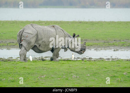 Rhinocéros indien (Rhinoceros unicornis) marchant dans la boue.Parc national de Kaziranga, Assam, Inde Banque D'Images