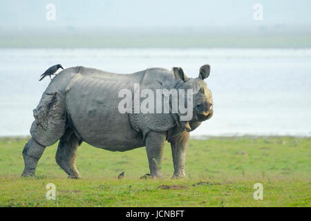 Rhinocéros indien (Rhinoceros unicornis) en face de la rivière.Parc national de Kaziranga, Assam, Inde Banque D'Images