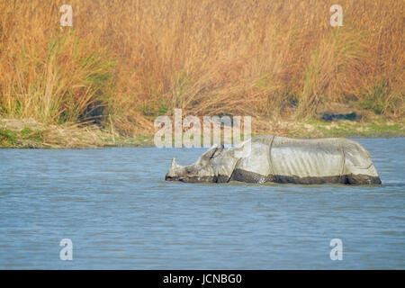 Rhinocéros indiens (Rhinoceros unicornis), dans l'eau. Parc national de Kaziranga, Assam, Inde. Banque D'Images