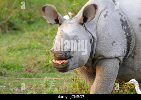 Rhinocéros indien (Rhinoceros unicornis) en portrait herbacé. Parc national de Kaziranga, Assam, Inde Banque D'Images