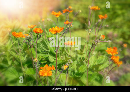 Petites fleurs orange rouge vif dans la lumière du soleil. Printemps Été nature background. Banque D'Images