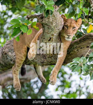 La lionne est allongée sur un grand arbre. Gros plan. Ouganda. Afrique de l'est. Banque D'Images