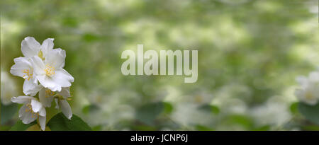 Jasmine. Motif floral sur le côté d'un vaste arrière-plan, vue panoramique. La fleur est restée forte partie de l'arrière-plan flou. Banque D'Images