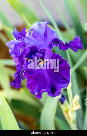 Close-up of purple Iris fleur en pleine floraison ; Salida, Colorado, USA Banque D'Images