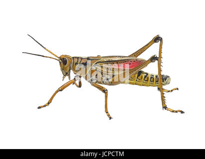 Peinture numérique du sud-est de Lubber Grasshopper sur fond blanc Banque D'Images