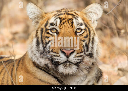 Gros plan d'un tigre du Bengale (Panthera tigris tigris) face à des espèces menacées. Parc national de Ranthambore, Rajasthan, Inde Banque D'Images