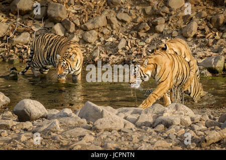 Trois tigres du Bengale (Panthera tigris tigris) jouent dans l'eau. Espèce en voie de disparition Parc national de Ranthambore, Rajasthan, Inde Banque D'Images