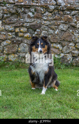 Assis dans le jardin Sheltie Banque D'Images