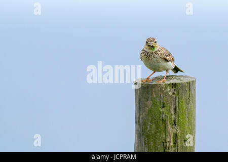 Skylark avec un bec plein de nourriture, et isolé sur fond de ciel bleu, de Flamborough, Yorkshire, Angleterre, Royaume-Uni de la faune Banque D'Images