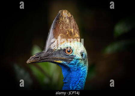 Portrait de casoar sud (Casuarius casuarius). Est un casoar et ratites donc liés à l'Autruche, émeu, nandou et Kiwi. Banque D'Images