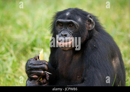 Bonobo (Pan paniscus) mange du bambou. République démocratique du Congo. Parc national Lola ya BONOBO. Banque D'Images