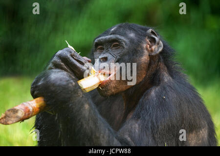 Bonobo (Pan paniscus) mange du bambou. République démocratique du Congo. Parc national Lola ya BONOBO. Banque D'Images