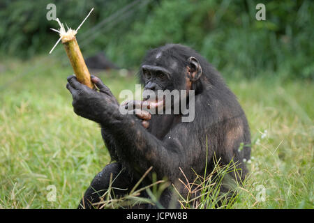 Bonobo (Pan paniscus) mange du bambou. République démocratique du Congo. Parc national Lola ya BONOBO. Banque D'Images