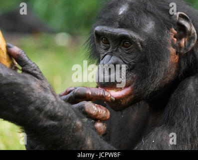 Bonobo (Pan paniscus) mange du bambou. République démocratique du Congo. Parc national Lola ya BONOBO. Banque D'Images