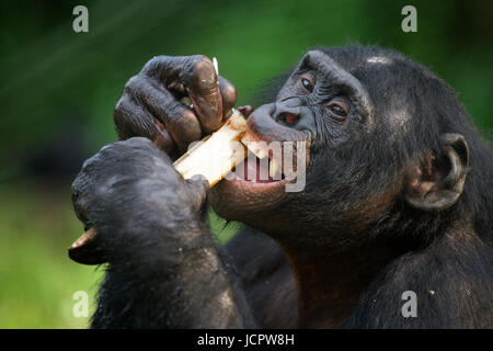 Bonobo (Pan paniscus) mange du bambou. République démocratique du Congo. Parc national Lola ya BONOBO. Banque D'Images