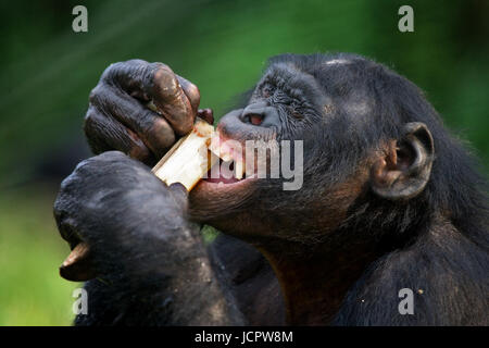 Bonobo (Pan paniscus) mange du bambou. République démocratique du Congo. Parc national Lola ya BONOBO. Banque D'Images