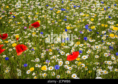 Une prairie de fleurs sauvages Banque D'Images