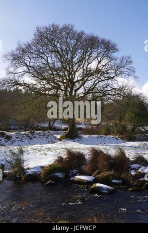 French Oak Tree squelette (Quercus robur) sur un beau jour neigeux hivers au-delà de la rivière Dart à deux ponts, Dartmoor. Devon, Royaume-Uni. Janvier, 2015. Banque D'Images