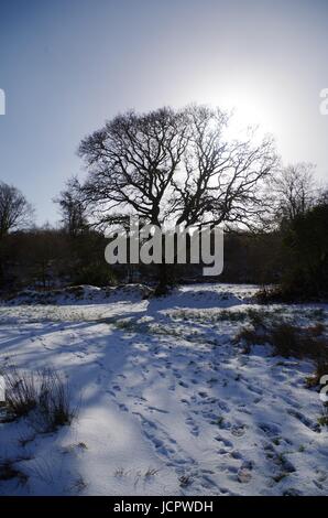 Silhouette d'Arbre de chêne anglais squelette (Quercus robur) sur un beau jour neigeux hivers, deux ponts, Dartmoor. Devon, Royaume-Uni. Janvier, 2015. Banque D'Images