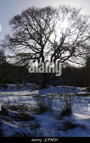 Silhouette d'Arbre de chêne anglais squelette (Quercus robur) sur un beau jour neigeux hivers, deux ponts, Dartmoor. Devon, Royaume-Uni. Janvier, 2015. Banque D'Images