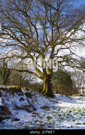 French Oak Tree squelette (Quercus robur) sur un beau jour neigeux hivers, deux ponts, Dartmoor. Devon, Royaume-Uni. Janvier, 2015. Banque D'Images