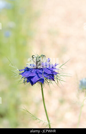 Nigella damascena. L'amour dans une brume fleur Banque D'Images