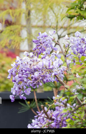 Wisteria floribunda en pot 'Royal Purple'. Wisteria nain cultivé dans un pot Banque D'Images