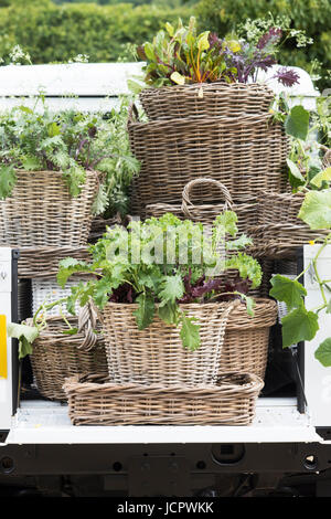 Les paniers en osier remplis de plantes salade fraîche à l'arrière d'un véhicule lors d'un Salon du printemps. UK Banque D'Images