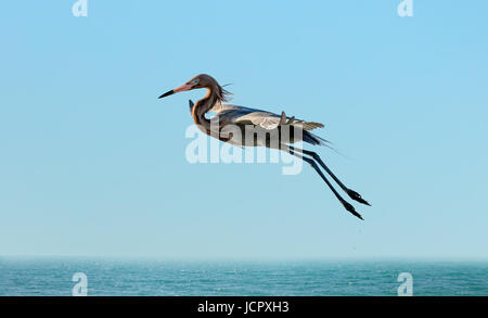 Aigrette tricolore volant au-dessus de l'eau, Sanibel Island, Floride, USA Banque D'Images