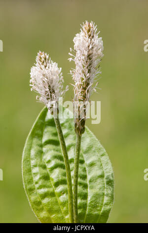 Plante de la famille des Plantaginacées inflorescence blanc né sur tige duveteuse Banque D'Images