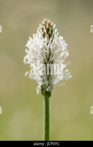 Plante de la famille des Plantaginacées inflorescence blanc né sur tige duveteuse Banque D'Images