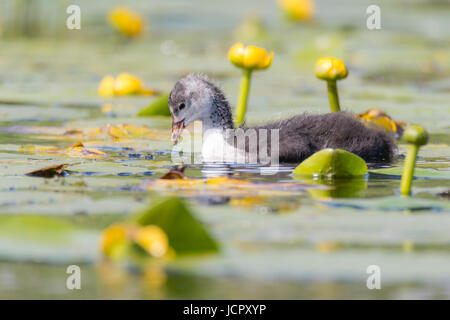 Foulque macroule (Fulica atra) chick baigne parmi les nénuphars. Jeune oiseau de la famille des Rallidae parmi les fleurs jaune sur la surface de l'étang Banque D'Images