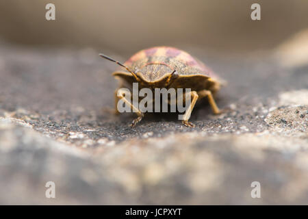Shieldbug Eurygaster testudinaria (tortue) sur la tête. Vrai bug dans la famille Pentatomidae, montrant yeux composés et des antennes Banque D'Images