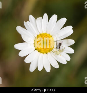 Misumena vatia araignée crabe avec fly sur la marguerite. Arachnide camouflé holding s'attaquent à la grande marguerite (Leucanthemum vulgare), de la famille des Astéracées Banque D'Images