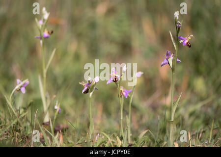 Groupe d'orchidées abeille (Ophrys apifera) en fleurs. Les plantes de la famille des Orchidacées, femme mimicing les abeilles pour attirer les pollinisateurs Banque D'Images