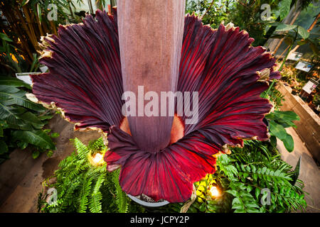 Un arum titan Amorphophallus titanum ou en pleine floraison, c'est une charogne ou fleur qui est originaire de l'Ouest de Sumatra. Banque D'Images