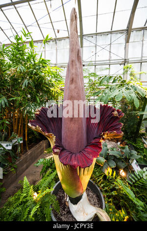 Un arum titan Amorphophallus titanum ou en pleine floraison, c'est une charogne ou fleur qui est originaire de l'Ouest de Sumatra. Banque D'Images