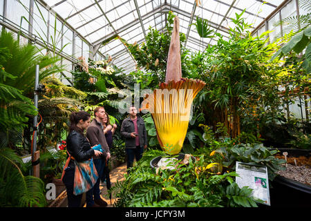 Les gens de l'affichage d'un ou de l'arum titan Amorphophallus titanum en pleine floraison. C'est une charogne ou fleur qui est originaire de l'Ouest de Sumatra. Banque D'Images