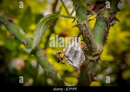 La construction d'un nid de guêpes sur une branche d'arbre Banque D'Images