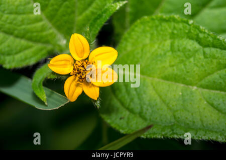 Chrysogonum virginianum minuscules fleurs jaune à l'état sauvage Banque D'Images