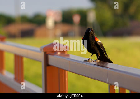 Redwing Blackbird sur un pont rambarde Banque D'Images