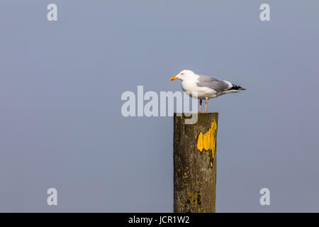 Mer du Nord, l'île de Norderney, Frise Orientale, en Allemagne, la plage, les oiseaux de mer, mouettes, Banque D'Images