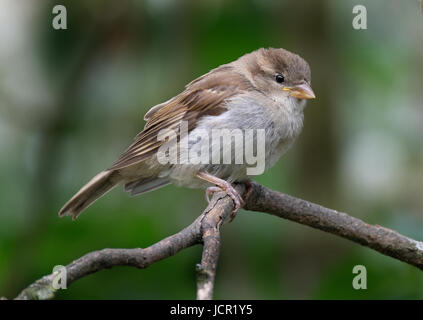 Jeune femelle moineau dans arbre. Banque D'Images