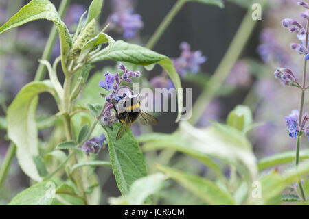 Un cerf de bourdon sur une fleur dans un jardin catmint au Royaume-Uni Banque D'Images