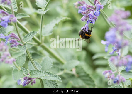 Un cerf de bourdon sur une fleur dans un jardin catmint au Royaume-Uni Banque D'Images