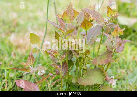 Les mauvaises herbes nuisibles, parasites, de pissenlit herbe pelouse herbicide en avant, un désherbant, weed whacker Banque D'Images