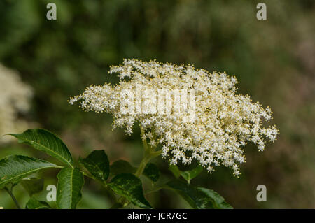 Fleur d'un aîné à l'état sauvage Banque D'Images