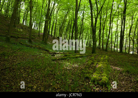 Les hêtres communs dans Barton Bois, Exmoor National Park près de Watersmeet, Devon, Angleterre. Banque D'Images