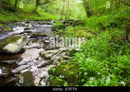 Ramsons (ail sauvage) qui croissent sur la rive de la rivière East Lyn Barton en bois dans le Parc National d'Exmoor près de Watersmeet, Lynmouth, Devon, Angleterre. Banque D'Images